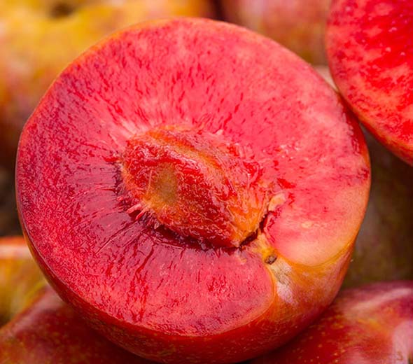 三华李的营养价值_三华李的功效与作用_三华