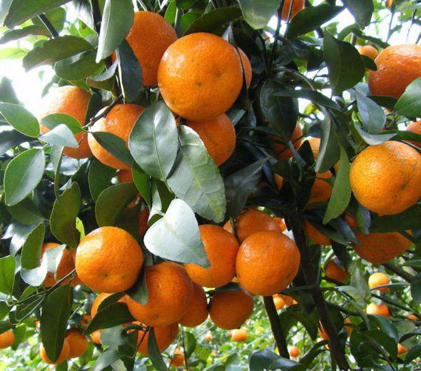 冰糖桔的营养价值_冰糖桔的功效与作用_吃冰