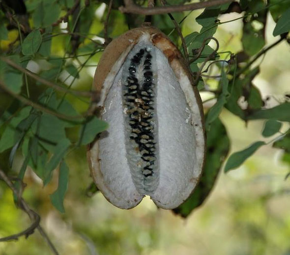 八月炸的功效_怎样种植_怎么吃_5号网