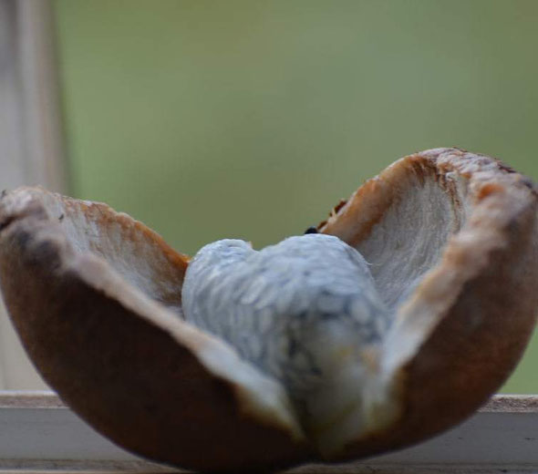 八月炸的功效_怎样种植_怎么吃_5号网