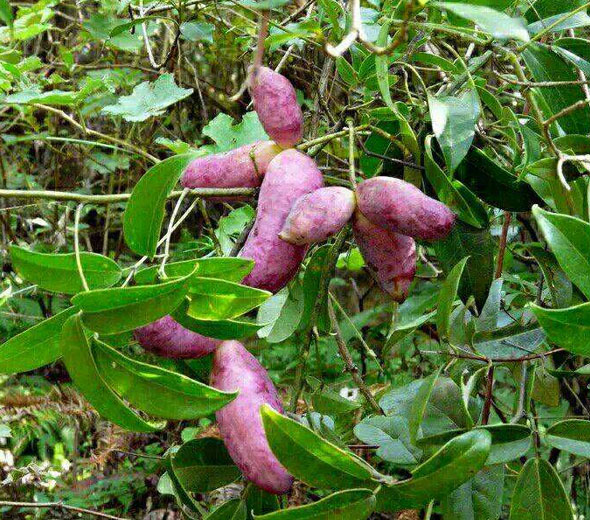 八月炸的功效_怎样种植_怎么吃_5号网