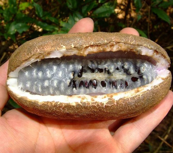 八月炸的功效_怎样种植_怎么吃_5号网