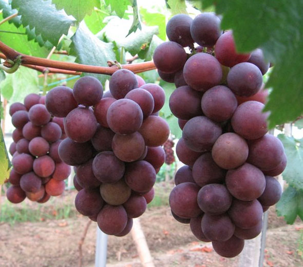 巨峰葡萄的营养价值_巨峰葡萄的功效与作用_