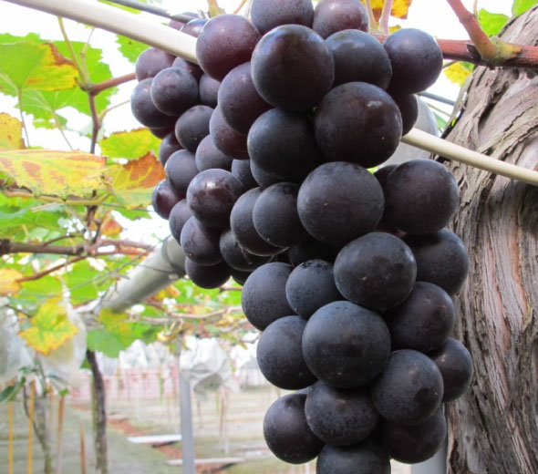 巨峰葡萄的营养价值_巨峰葡萄的功效与作用_