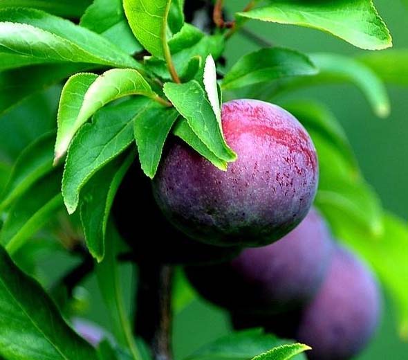 孕妇可以吃李子吗_月经期间可以吃李子吗_宝