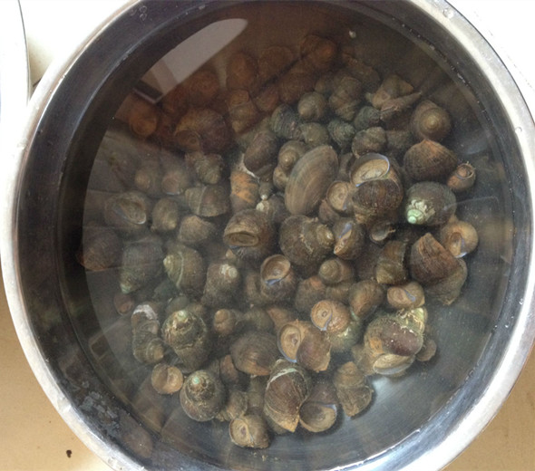 田螺的功效与作用_田螺的营养价值_田螺的正