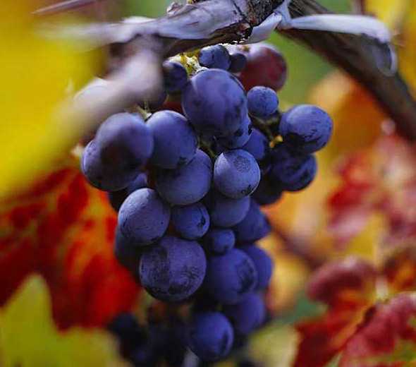 夏黑葡萄的营养价值_夏黑葡萄的功效与作用_