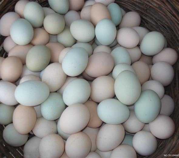 毛鸡蛋